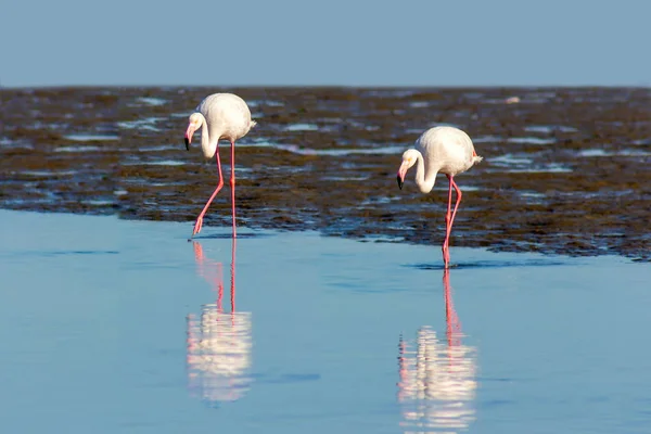 成群的鸟非洲粉红色火烈鸟走在纳米比亚的蓝色盐湖 — 图库照片