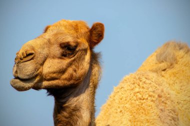 Mavi arka planda bir Afrika deveyakın 