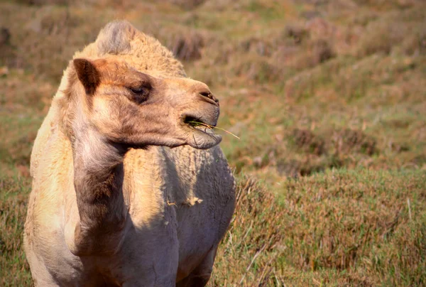 Gros Plan Chameau Africain Sur Herbe — Photo