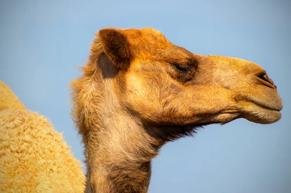 Κοντά Μια Αφρικανική Καμήλα Στο Μπλε Φόντο — Φωτογραφία Αρχείου
