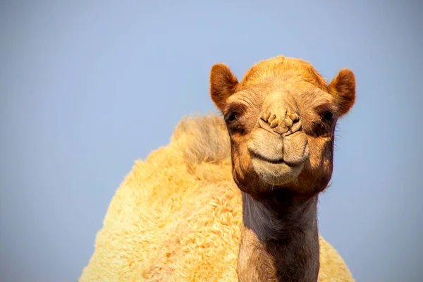 Gros Plan Chameau Africain Sur Fond Bleu — Photo