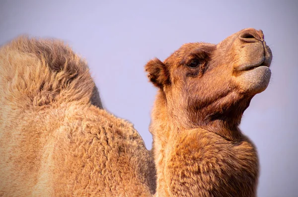 Close Camelo Africano Fundo Azul — Fotografia de Stock