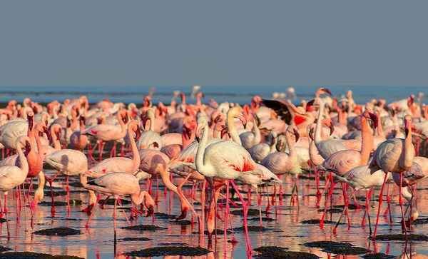 Розовые Африканские Фламинго Голубом Озере Солнечный День Намибия — стоковое фото