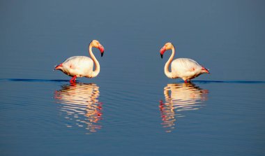 Afrika pembe flamingolar Namibya mavi tuz gölü üzerinde yürüyüş