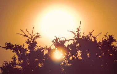 Vahşi bitkiler ile güzel çöl günbatımı 