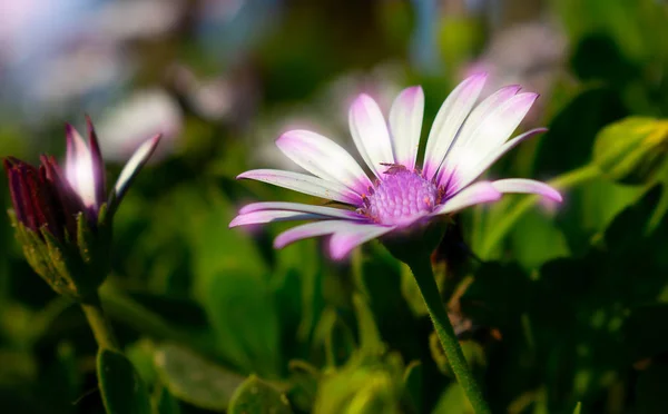 Close Macro Photo White Purple Gazania Flower — Stock Photo, Image
