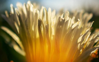 beyaz Gazania çiçek yakın veya makro fotoğraf 