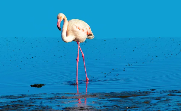 Африканський Білий Фламінго Ходьба Синє Солоне Озеро Намібії — стокове фото