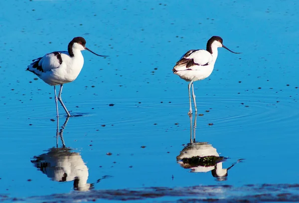 Deux Petits Oiseaux Dans Lac Bleu Jour Ensoleillé Namibie — Photo