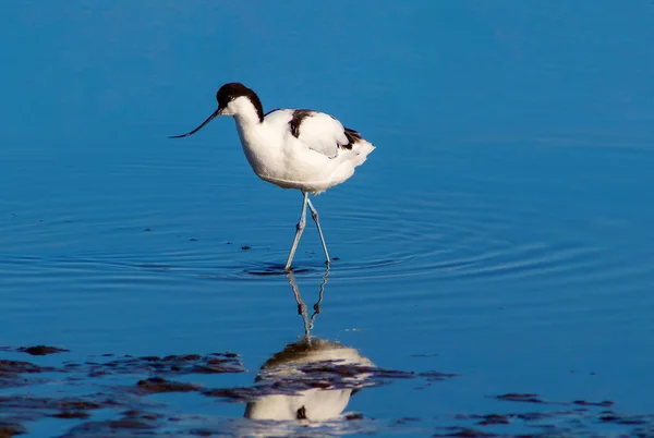 Petit Oiseau Dans Lac Bleu Par Journée Ensoleillée Namibie — Photo