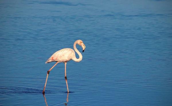 Flamenco Blanco Africano Caminando Sobre Lago Azul Sal Namibia — Foto de Stock