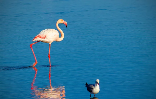 Flamenco Blanco Africano Pajarito Lago Azul Día Soleado Namibia — Foto de Stock