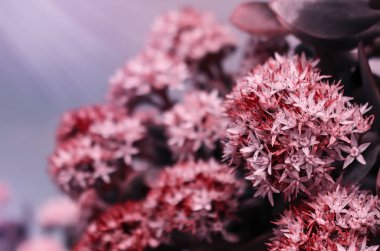 Gün batımı ışınları vahşi çayır çim ve pembe çiçekler ile güzel yaz arka plan. Çiçekler doğal arka plan, yumuşak odak üzerinde doğada yakın çekim makro.