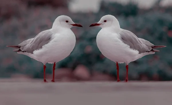 Zwei Weiße Möwen Stehen Auf Der Straße — Stockfoto