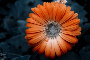 Koyu arkaplanda turuncu bir Gerbera çiçeğinin yakın çekimi