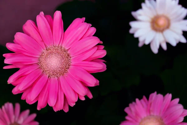 Close Pink White Gerbera Flowers Dark Background — Stock Photo, Image