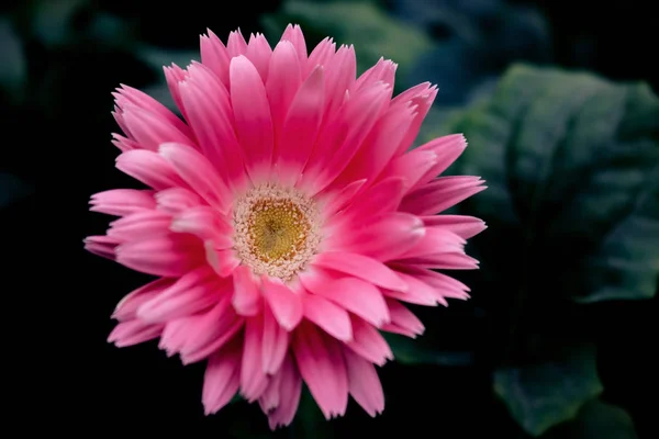 Close Pink Gerbera Flower Dark Background — Stock Photo, Image