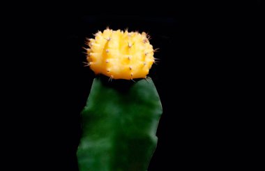 Siyah arka plan üzerinde izole küçük sarı-yeşil kaktüs.