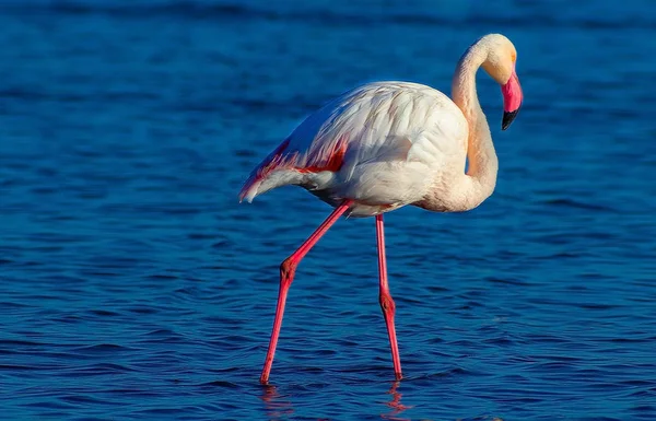 Flamenco Blanco Africano Caminando Sobre Lago Azul Sal Namibia — Foto de Stock