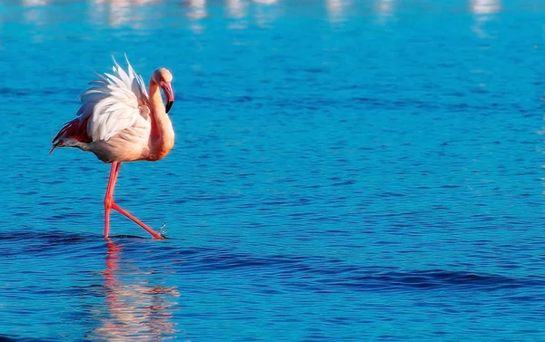 Flamenco Blanco Africano Caminando Sobre Lago Azul Sal Namibia — Foto de Stock