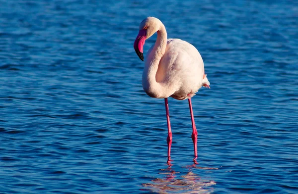 Een Afrikaanse Witte Flamingo Wandelen Het Blauwe Zoutmeer Van Namibië — Stockfoto