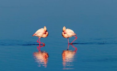 Güneşli bir sabah mavi bir tuz gölü üzerinde yürüyen pembe Afrika flamingo iki kuş
