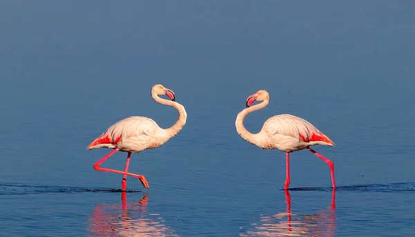 Deux Oiseaux Flamant Rose Africain Marchant Sur Lac Salé Bleu — Photo