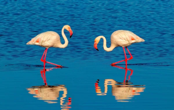 晴れた朝に青い塩湖を歩くピンクのアフリカのフラミンゴの2羽の鳥 — ストック写真