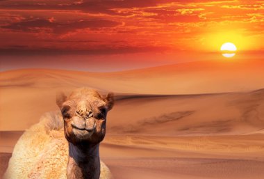 Gün doğumunda güzel çizgileri ve renkleri ile Namib çölde bir deve.