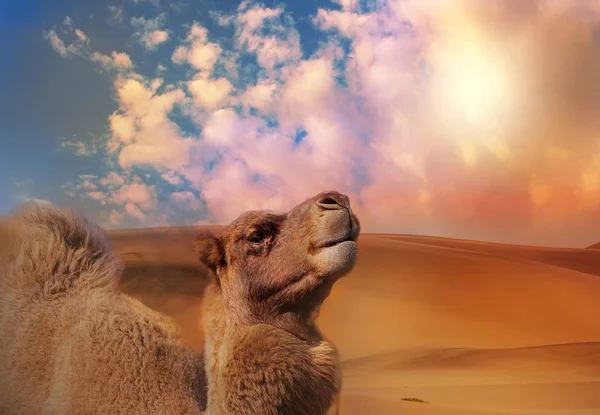 Cammello Nel Deserto Del Namib Con Belle Linee Colori All — Foto Stock