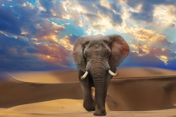 One elephant in the Namib desert with beautiful lines and colors at sunrise.