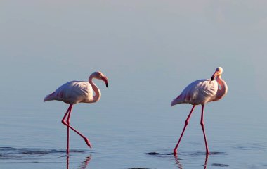 Güneşli bir sabah mavi bir göl üzerinde yürüyen pembe Afrika flamingo iki kuş