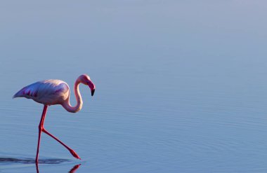 Mavi tuz gölünde yürüyen afrika beyaz flamingosu. Namibya kuşu