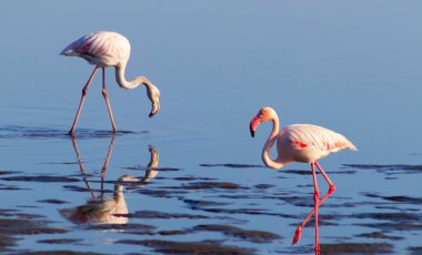 Güneşli bir sabah mavi bir göl üzerinde yürüyen pembe Afrika flamingo iki kuş