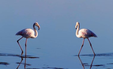 Güneşli bir sabah mavi bir göl üzerinde yürüyen pembe Afrika flamingo iki kuş