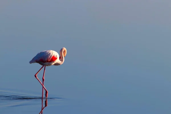Ein Afrikanischer Weißer Flamingo Spaziert Auf Dem Blauen Salzsee Namibischer — Stockfoto