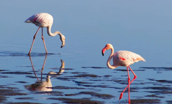 Two birds of pink african flamingo walking on a blue lake on a sunny morning