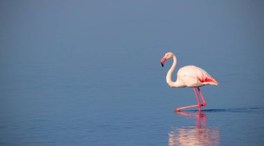Mavi tuz gölünde yürüyen afrika beyaz flamingosu. Namibya kuşu