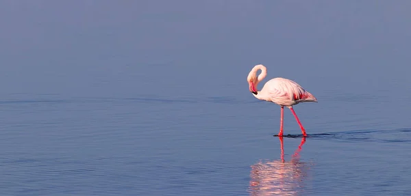 Egy Afrikai Fehér Flamingó Séta Kék Sós Tóban Namíbiai Madár — Stock Fotó