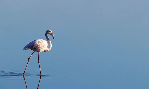 Flamant Blanc Africain Marche Sur Lac Salé Bleu Oiseau Namibien — Photo