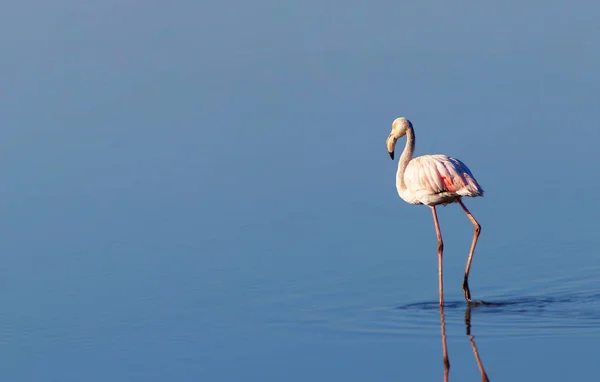 Flamingo Branco Africano Caminhando Lago Sal Azul Aves Namíbia — Fotografia de Stock