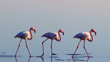Namibya vahşi pembe flamingo kuşların bir grup