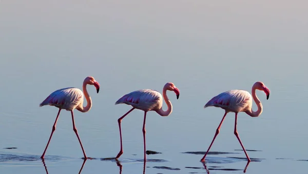 Eine Gruppe Rosa Flamingos Freier Wildbahn Namibia — Stockfoto