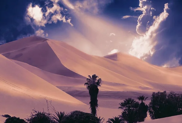 Palmeras Tropicales Cielo Atardecer Nubes Fondo Del Desierto Namib Estilo — Foto de Stock