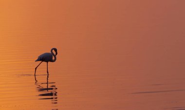 yalnız afrika flamingo kuş parlak altın günbatımı karşı bir göl üzerinde duruyor
