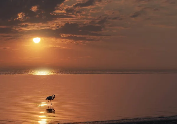 Einsamer Afrikanischer Flamingo Vogel Steht Auf Einem See Vor Einem — Stockfoto