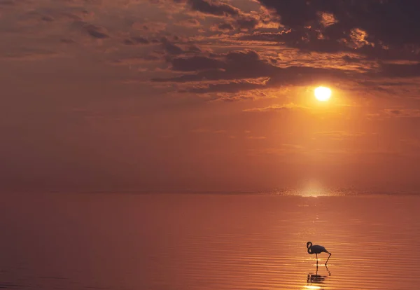 Solitario Pájaro Flamenco Africano Encuentra Lago Contra Brillante Atardecer Dorado — Foto de Stock