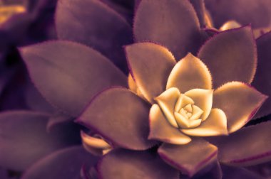 Kaktüs ve Etli Echeveria. Echeveria güzel sulu büyüyen, sulu echeveria bitki yakın.