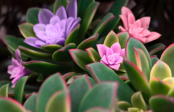 Blommande Echeveria Rosa Blommor Kaktus Och Suckulenta Echeveria Närbild För — Stockfoto