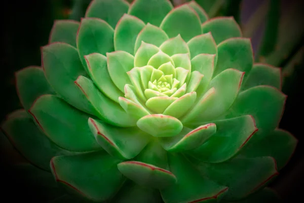 Cactus Echeveria Suculenta Primer Plano Planta Suculenta Echeveria Creciendo Hermosas —  Fotos de Stock